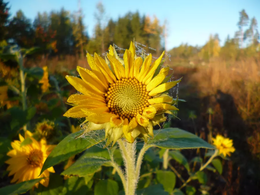 Frosty sunflower - this is how my dry winter skin feels like!