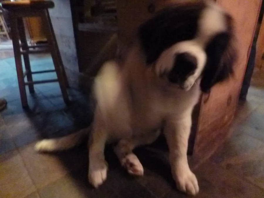 Beauregard - a St. Bernard pup