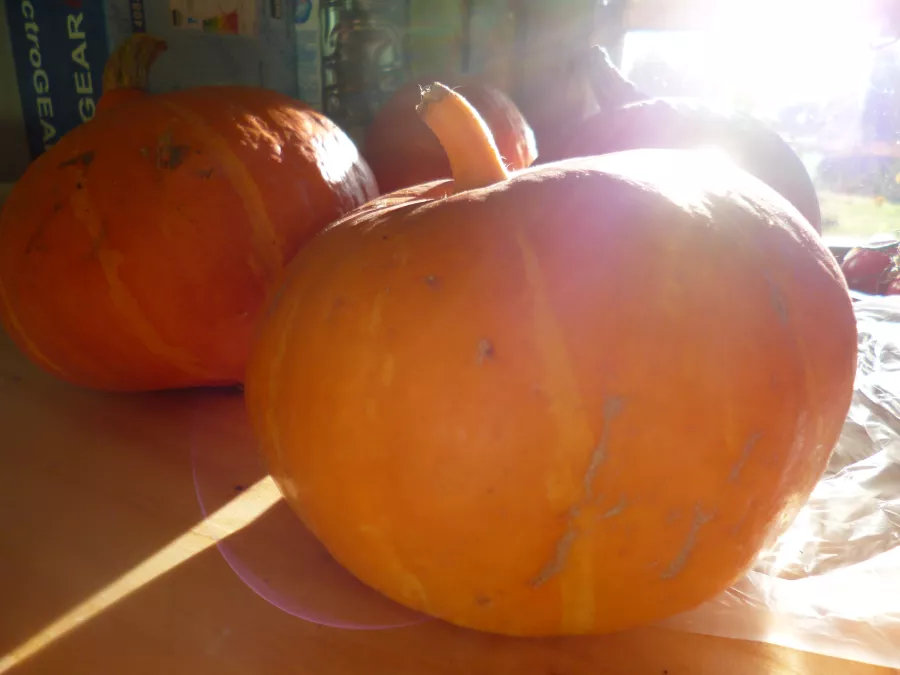 Pumpkins in sunrise