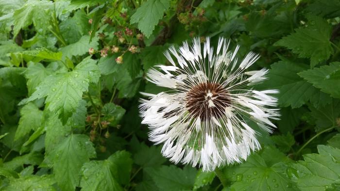 Dandelion