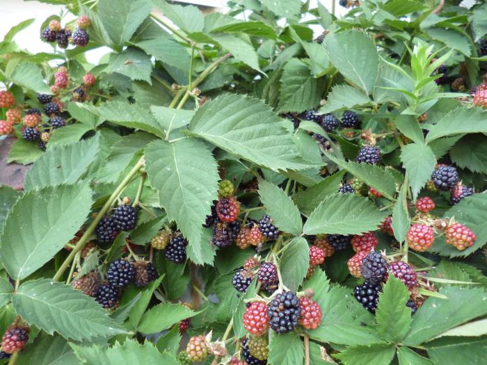 Blackberries