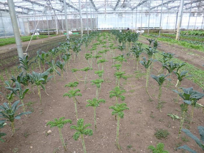 Kale at the Stone Barns Farm greenhouse