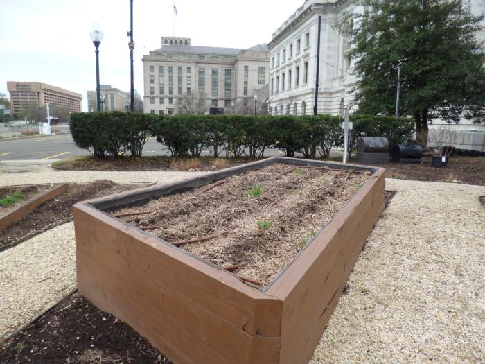 Urban gardening in DC