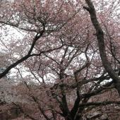 Cherry Blossoms