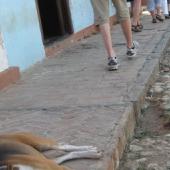 A tired dog in Trinidad