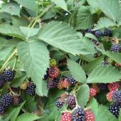 Blackberries