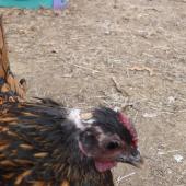 Ophelia the therapy chicken