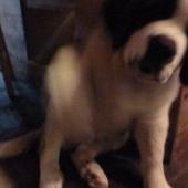 Beauregard - a St. Bernard pup