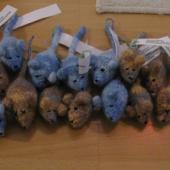 Felted Catnip Mice, knit by Worsted Knitt 