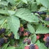 Blackberries